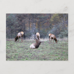 Elk Postcard
