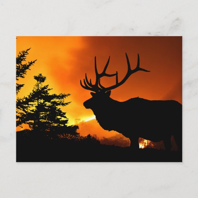 Elk Postcard (Front)