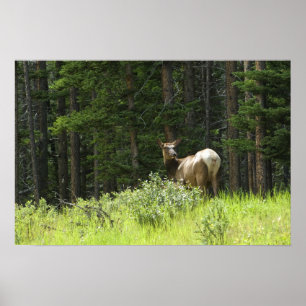 Elk Poster