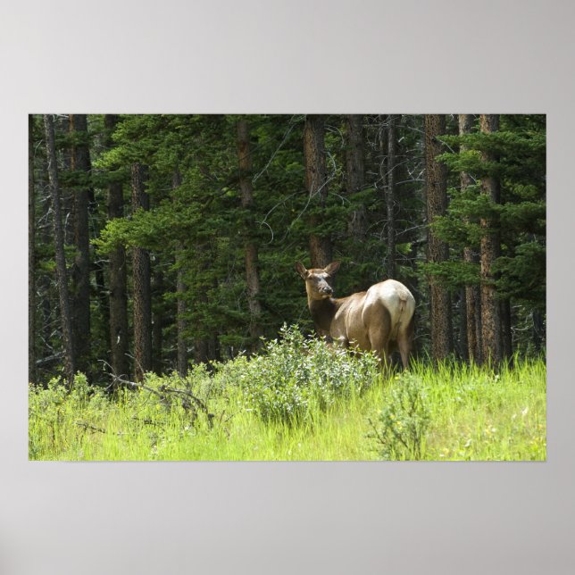 Elk Poster (Front)