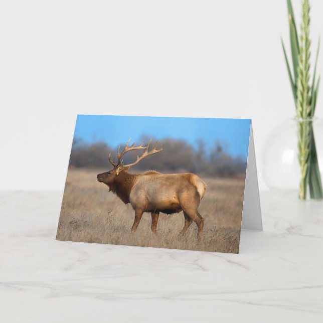 Elk Profile in Autumn Card (Front)