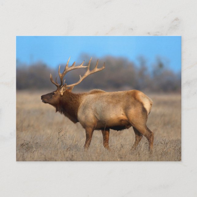 Elk Profile in Autumn Postcard (Front)