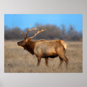 Elk Profile in Autumn Poster