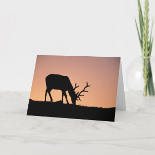 Elk   Rocky Mountains National Park, Colorado Card