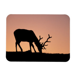 Elk   Rocky Mountains National Park, Colorado Magnet