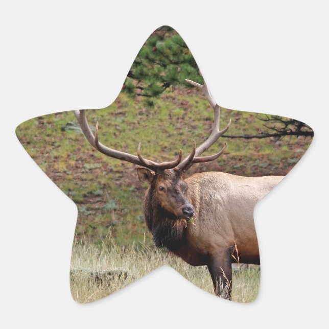 Elk Star Sticker (Front)