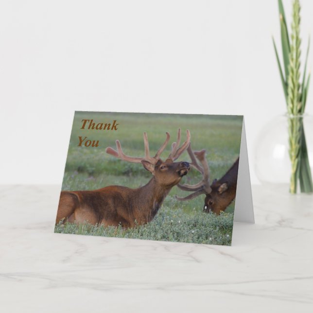 elk Thank You Note Card (Front)