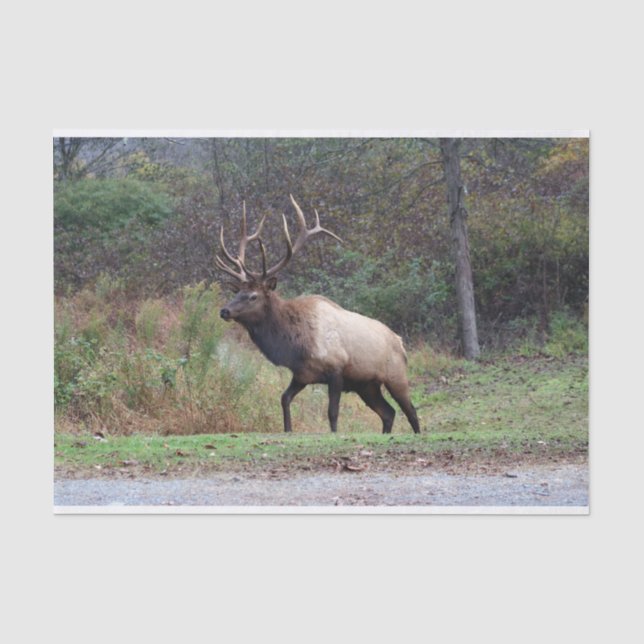 Elk Tissue Paper (Front)