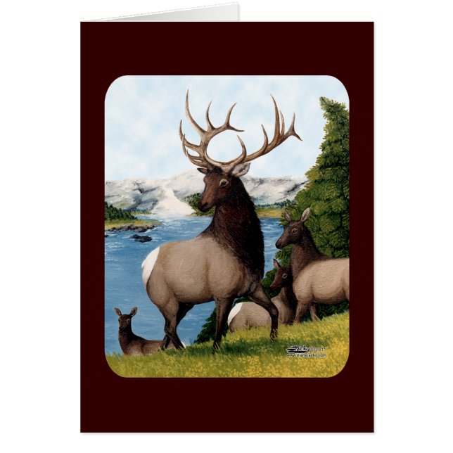 Elk Wapiti (Front)