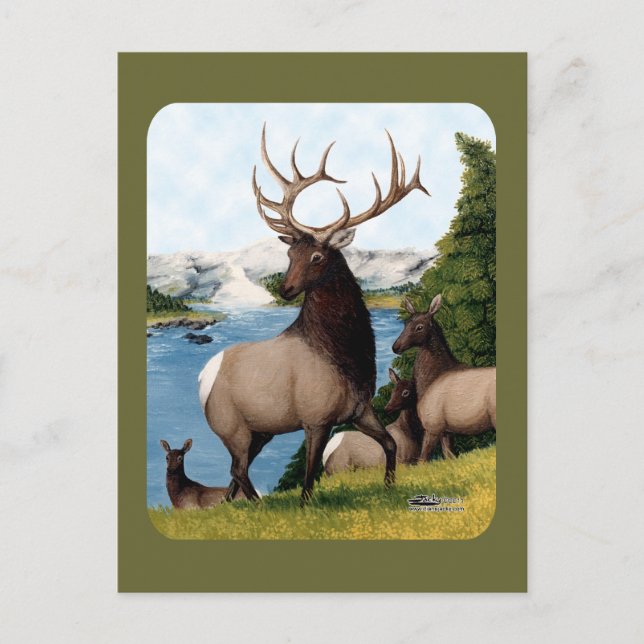 Elk Wapiti Postcard (Front)