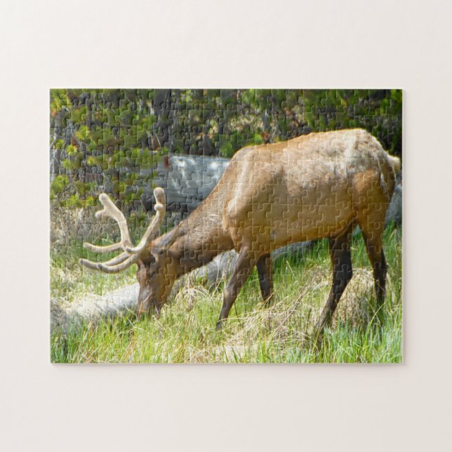 Elk Yellowstone Montana. Jigsaw Puzzle (Horizontal)