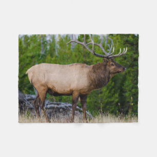 Elk Yellowstone National Park, Wyoming Fleece Blanket