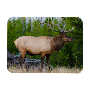 Elk Yellowstone National Park, Wyoming Magnet