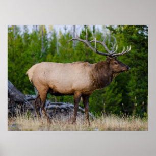 Elk Yellowstone National Park, Wyoming Poster