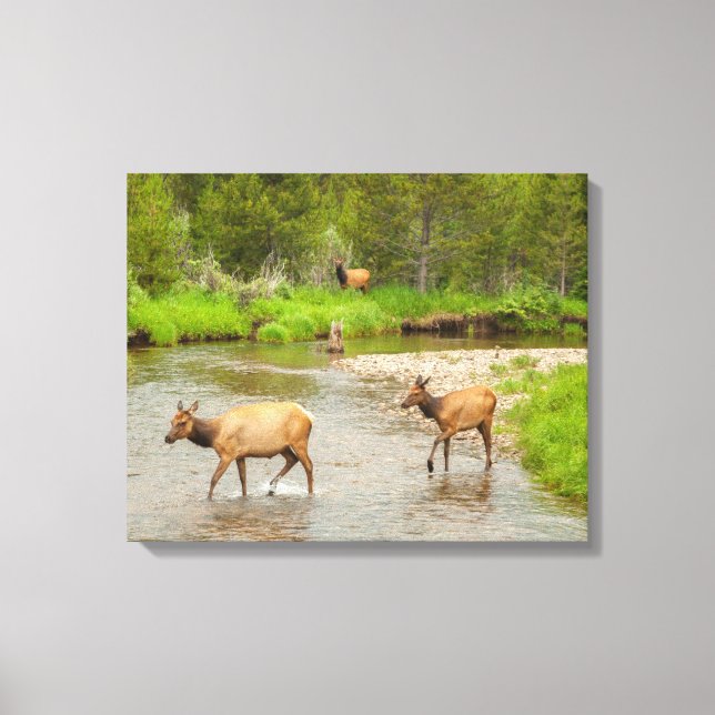 Elks Crossing the Colorado River Canvas Print (Front)