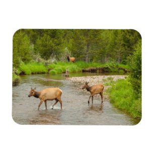 Elks Crossing the Colorado River Magnet