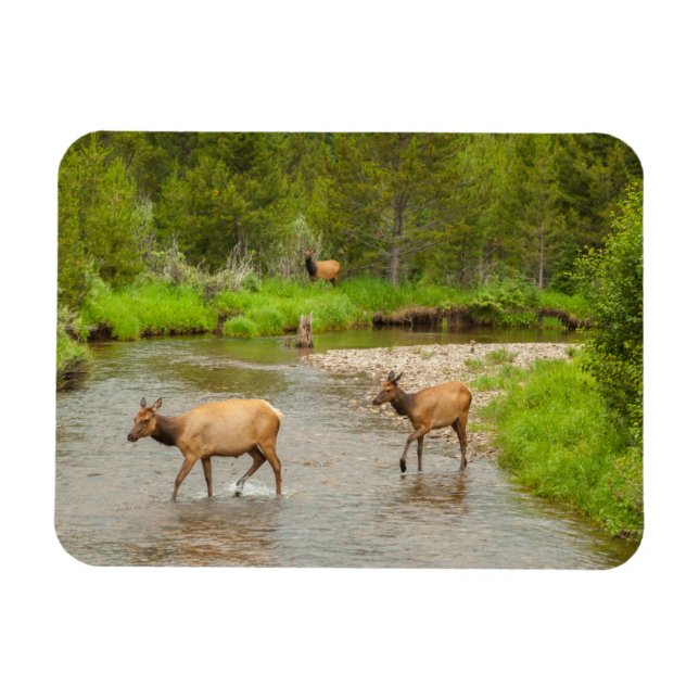 Elks Crossing the Colorado River Magnet (Horizontal)