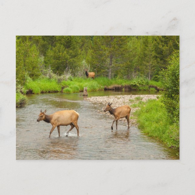 Elks Crossing the Colorado River Postcard (Front)