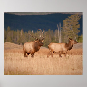 Elks Poster
