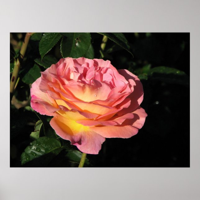 Elle Hybrid Tea Rose 152 Poster (Front)