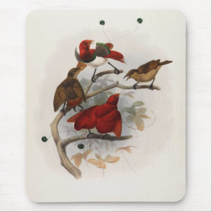 Elliot - Cicinnurus regius - King Bird Of Paradise Mouse Pad