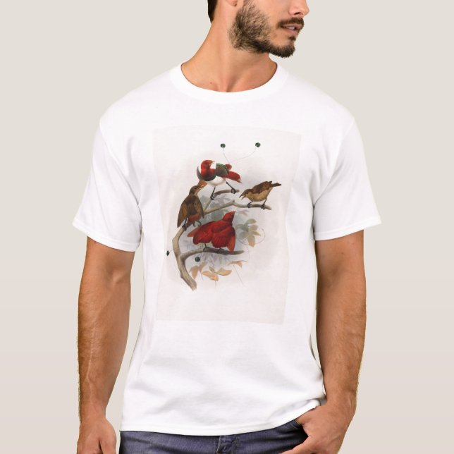 Elliot - Cicinnurus regius - King Bird Of Paradise T-Shirt (Front)