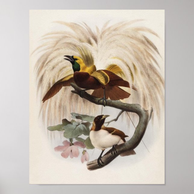 Elliot - Paradisea minor - Lesser Bird Of Paradise Poster (Front)