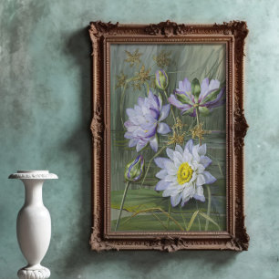 Ellis Rowan Blue White Water Lily Vintage Flowers Poster