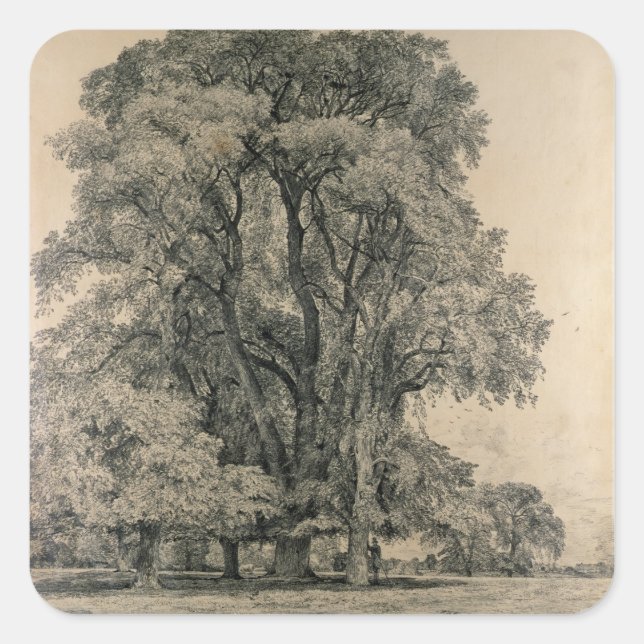 Elm trees in Old Hall Park, East Bergholt, 1817 (p Square Sticker (Front)