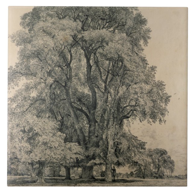 Elm trees in Old Hall Park, East Bergholt, 1817 (p Tile (Front)