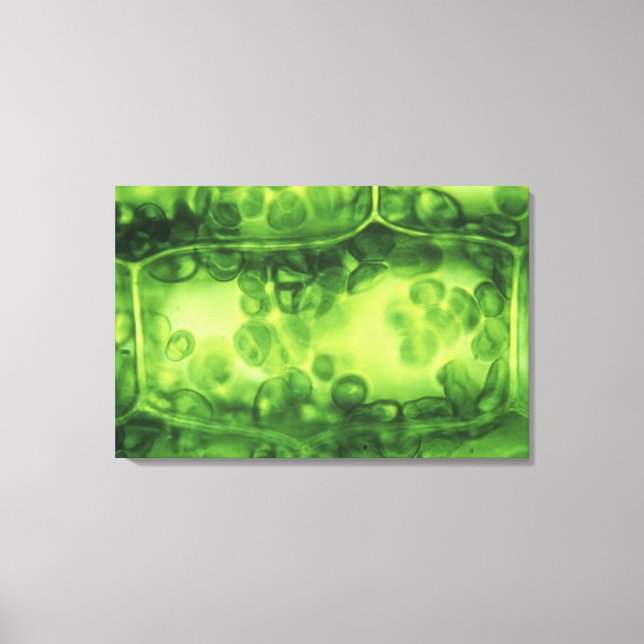 Elodea Plant Cells Canvas Print (Front)