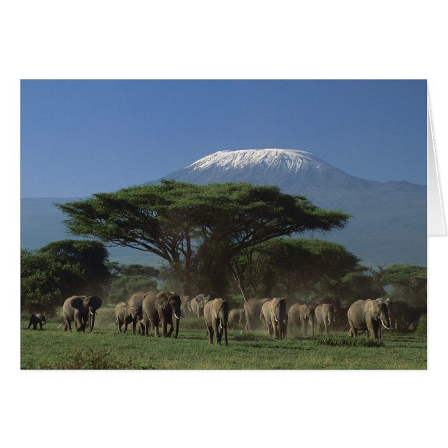 Elphants du Mont Kilimandjaro (Devant horizontal)