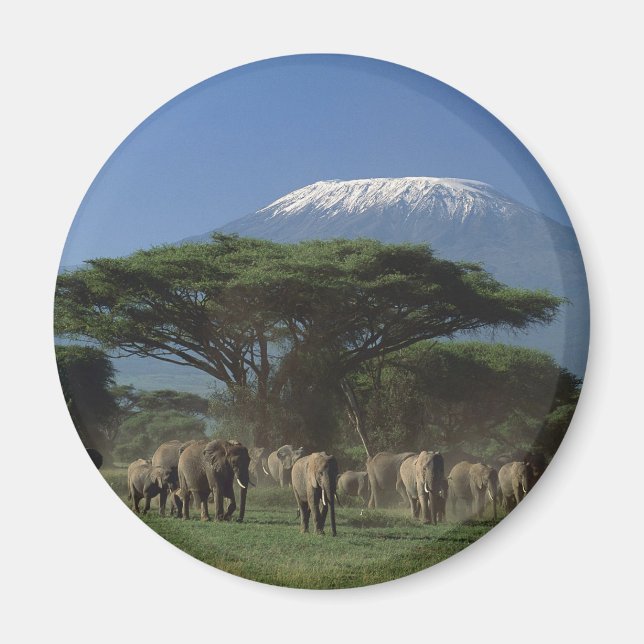 Elphants of Mt.Kilimanjaro Magnet (Front)