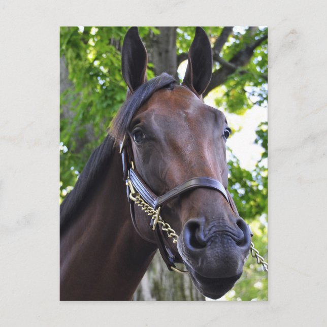 Elusive Quality Filly Postcard (Front)