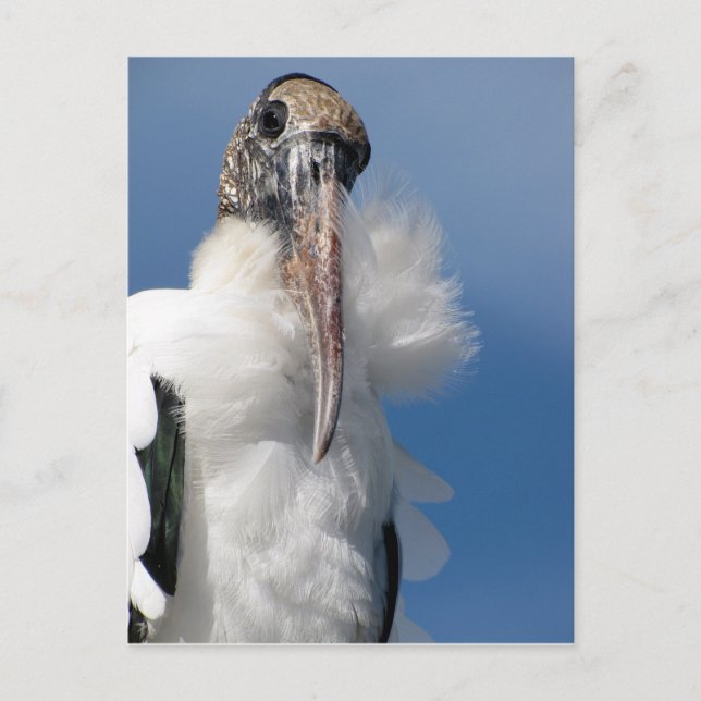 Elvis - The Wood Stork Postcard (Front)