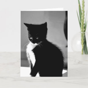 Embarrassed Kitten Belated Birthday Card