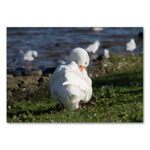 Embden Goose Table Number