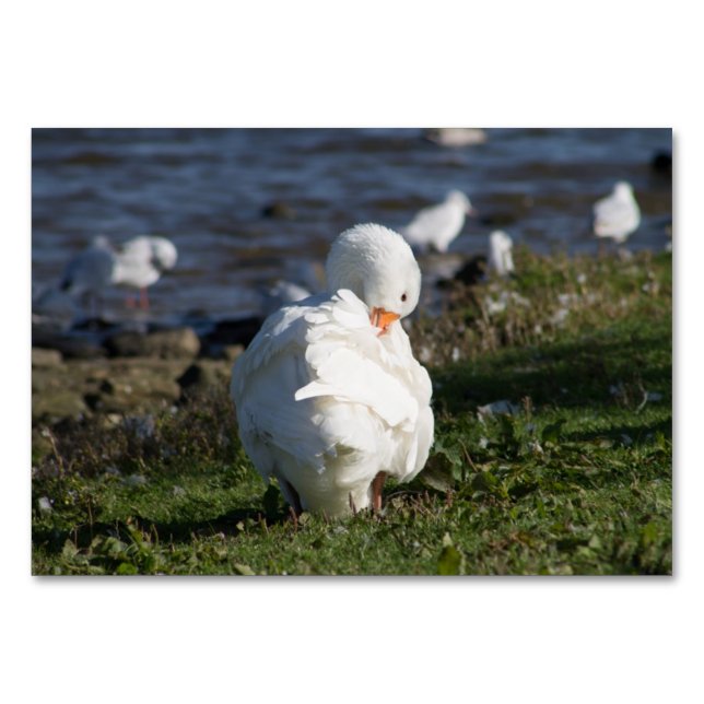 Embden Goose Table Number (Front)