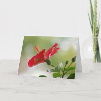 Embossed Red Hibiscus, Christmas Lights