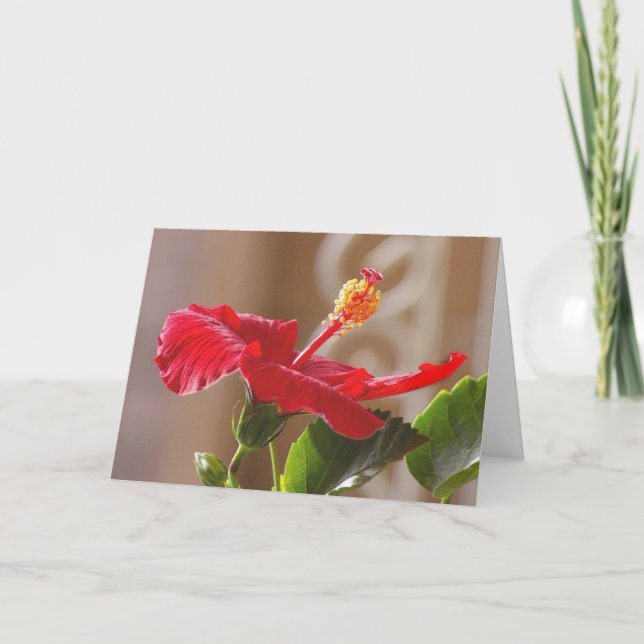 Embossed Red Hibiscus, Scrolled Card (Front)