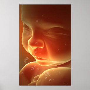 Embryonic Development 4 Poster