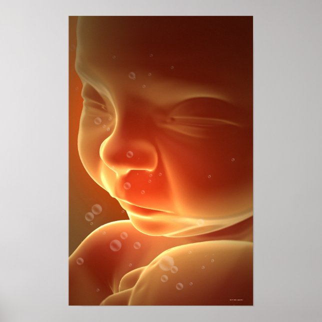 Embryonic Development 4 Poster (Front)