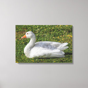 Emden Goose, Roath Park Lake, Cardiff, Wales. Canvas Print