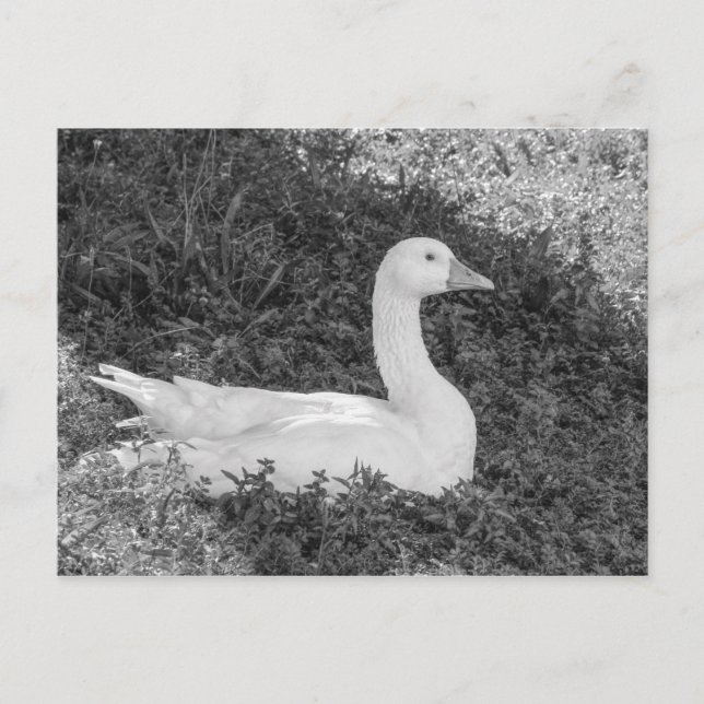 Emden Goose Sitting in the Shade B&W Postcard (Front)
