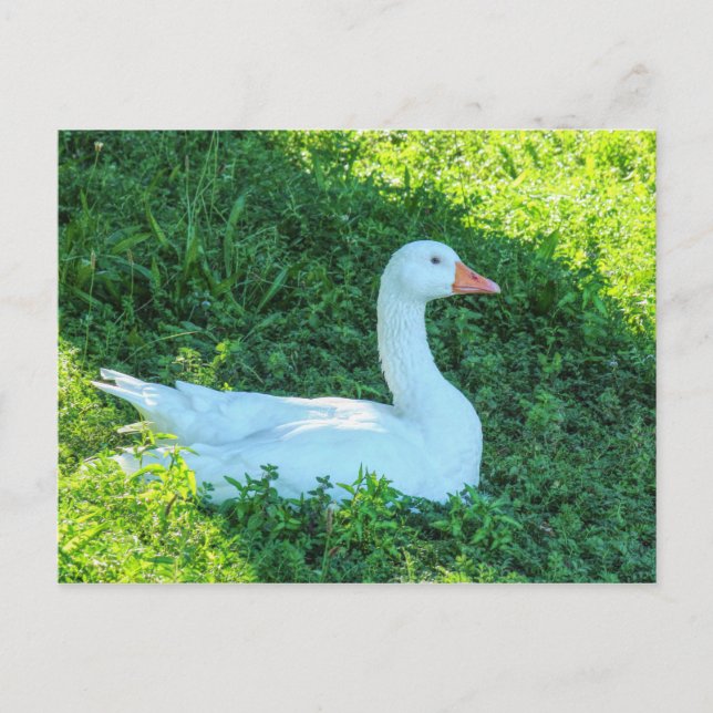 Emden Goose Sitting in the Shade Postcard (Front)