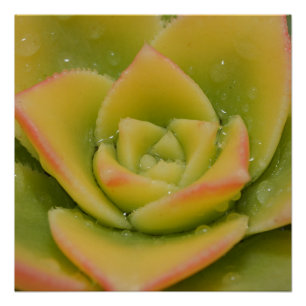 Emerald Bloom: Nature’s Liquid Jewel Poster