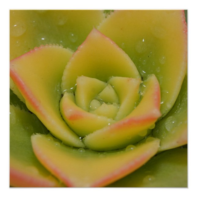 Emerald Bloom: Nature’s Liquid Jewel Poster (Front)