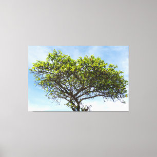 Emerald Canopy: The Coastal Almond Tree Canvas Print