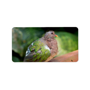 Emerald Dove Profile and Perch Label
