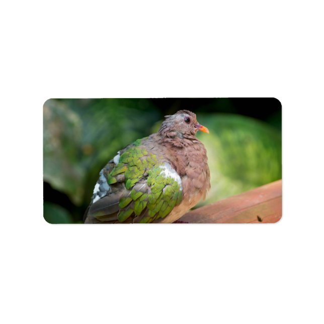 Emerald Dove Profile and Perch Label (Front)